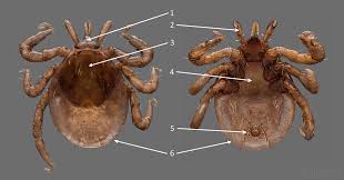 Attēlu rezultāti vaicājumam “Ixodes male”