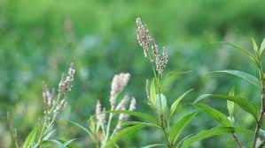 Attēlu rezultāti vaicājumam “Persicaria maculosa leaf”