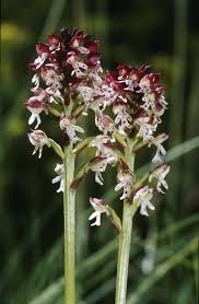 Attēlu rezultāti vaicājumam “Orchis ustulata”