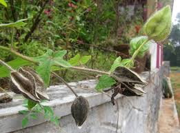 Image result for Abelmoschus moschatus