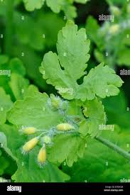 Attēlu rezultāti vaicājumam “Chelidonium majus bud”