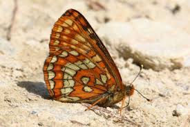 Attēlu rezultāti vaicājumam “Euphydryas maturna underside”