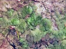 Attēlu rezultāti vaicājumam “Radula complanata sporophyte”