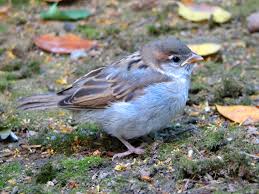 Attēlu rezultāti vaicājumam “Passer domesticus juvenile”