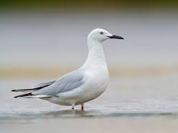 Image result for Chroicocephalus genei