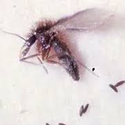 Attēlu rezultāti vaicājumam “Psychodidae”