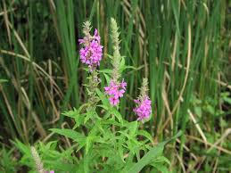 Attēlu rezultāti vaicājumam “Lythrum salicaria”