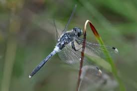 Attēlu rezultāti vaicājumam “Leucorrhinia albifrons female”
