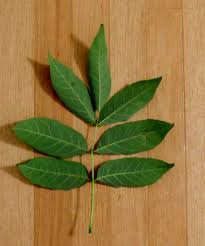 Attēlu rezultāti vaicājumam “Fraxinus pennsylvanica leaf”