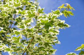 Attēlu rezultāti vaicājumam “Acer platanoides leaf”