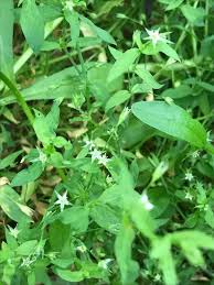 Attēlu rezultāti vaicājumam “Stellaria uliginosa”