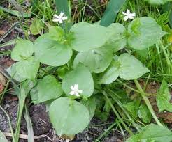 Attēlu rezultāti vaicājumam “Claytonia sibirica”