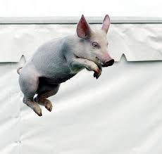 Image result for flying pigs