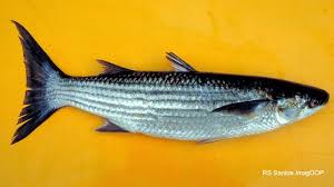 Image result for Chelon labrosus