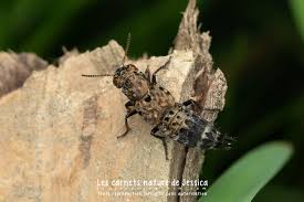 Attēlu rezultāti vaicājumam “Ontholestes murinus”