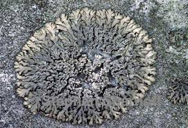 Attēlu rezultāti vaicājumam “Phaeophyscia orbicularis”