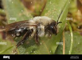 Attēlu rezultāti vaicājumam “Andrena vaga”