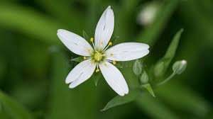 Attēlu rezultāti vaicājumam “Stellaria graminea flower”