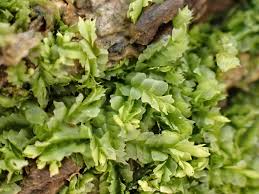 Attēlu rezultāti vaicājumam “Lophocolea bidentata”