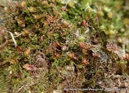 Attēlu rezultāti vaicājumam “Diplophyllum albicans”