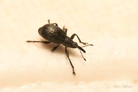 Attēlu rezultāti vaicājumam “Apionidae”