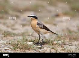 Attēlu rezultāti vaicājumam “Oenanthe oenanthe male”