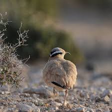 Image result for Cursorius cursor