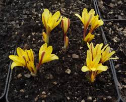 Attēlu rezultāti vaicājumam “Colchicum luteum”