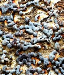 Attēlu rezultāti vaicājumam “Physarum bryocorticola”