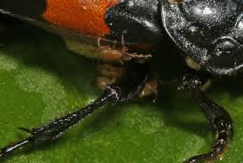 Attēlu rezultāti vaicājumam “Poecilochirus sp.”