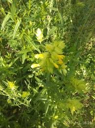 Attēlu rezultāti vaicājumam “Rhinanthus serotinus flower”