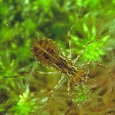 Attēlu rezultāti vaicājumam “Sympetrum sanguineum female”