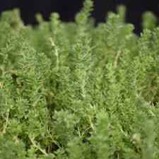 Attēlu rezultāti vaicājumam “Sedum acre leaf”