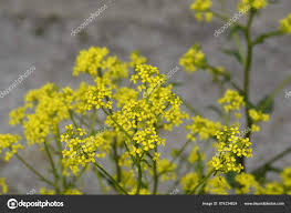 Attēlu rezultāti vaicājumam “Bunias orientalis flower”