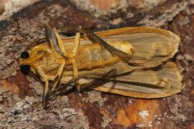 Attēlu rezultāti vaicājumam “Eilema depressa imago”