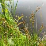 Attēlu rezultāti vaicājumam “Juncus compressus fruit”