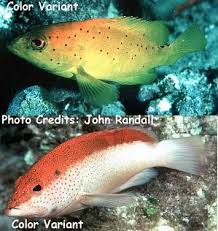 Image result for Cephalopholis fulva