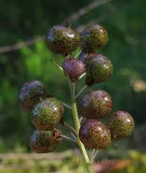 Attēlu rezultāti vaicājumam “Maianthemum bifolium fruit”