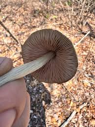 Attēlu rezultāti vaicājumam “Entoloma vernum”