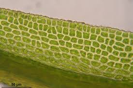 Attēlu rezultāti vaicājumam “Hymenostylium recurvirostrum macro”