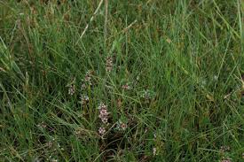 Attēlu rezultāti vaicājumam “Juncus gerardii leaf”