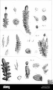 Attēlu rezultāti vaicājumam “Jungermannia hyalina cells”