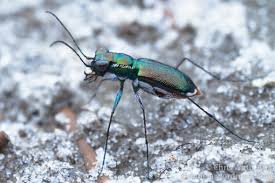 Attēlu rezultāti vaicājumam “Cicindela maritima”