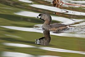 Image result for Podilymbus podiceps