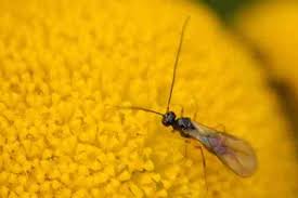 Attēlu rezultāti vaicājumam “Phytomyza ranunculi”