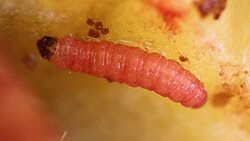 Attēlu rezultāti vaicājumam “Grapholita funebrana larva”