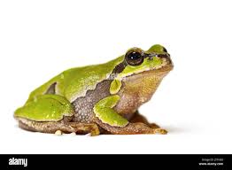 Attēlu rezultāti vaicājumam “Hyla arborea”