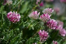 Image result for Anthyllis vulneraria rubra