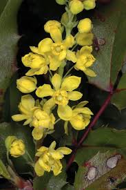 Attēlu rezultāti vaicājumam “Mahonia aquifolium”