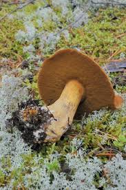 Attēlu rezultāti vaicājumam “Suillus variegatus”